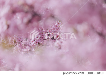 Kawazu cherry tree of Yodo river 100304840