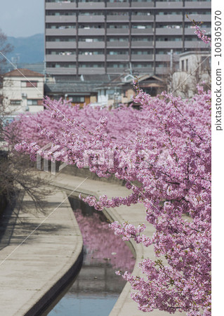 Yodo河Kawazu櫻桃樹 Yodo河Kawazu櫻桃樹 100305070