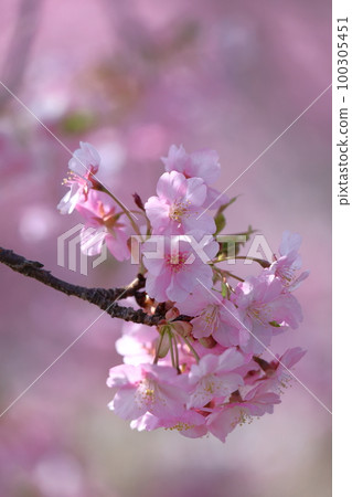 Blooms in bright pink 100305451