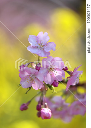 Blooms in bright pink Blooms in bright pink 100305457