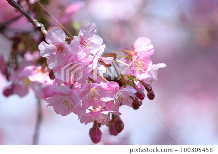 Blooms in bright pink Blooms in bright pink 100305458