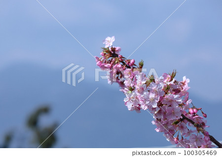 Blooms in bright pink 100305469
