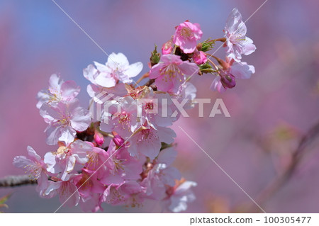 Blooms in bright pink 100305477