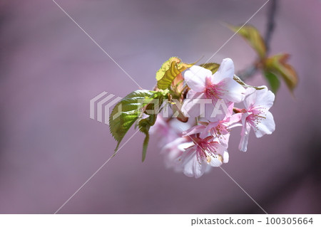 綻放明亮的粉紅色 100305664