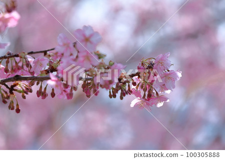 Blooms in bright pink 100305888