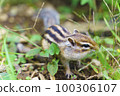 chipmunk in nature 100306107
