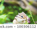 Chipmunks eat leaves 100306112