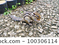 Chipmunk biting an acorn 100306114