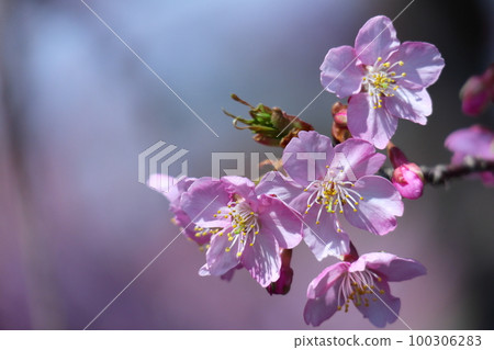 Blooms in bright pink 100306283
