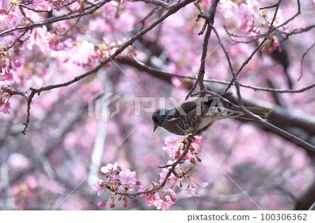 Blooms in bright pink 100306362