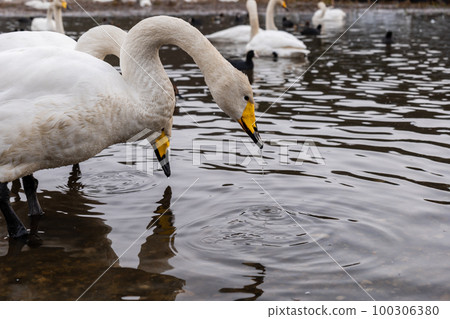 A swan finding and eating food in the pond 100306380