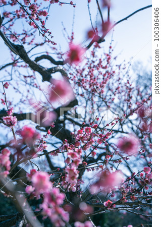 春天，模糊的梅花 100306406