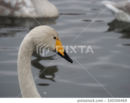 朝右的天鵝特寫 朝右的天鵝特寫 100306469