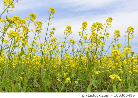 宮城縣鳴子市的油菜花田 100306499