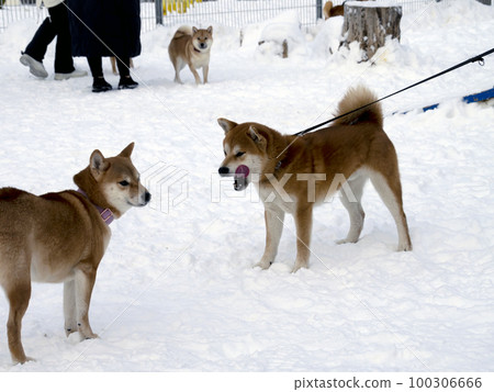 Japanese red coat dog is in winter forest. Portrait of beautiful Shiba inu playing on the snow Japanese red coat dog is in winter forest. Portrait of beautiful Shiba inu playing on the snow 100306666