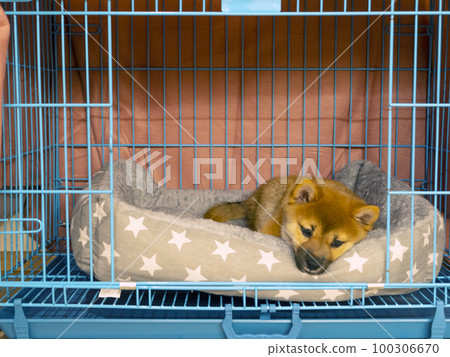 Portrait of cute Shiba Inu small dog puppy. Dogecoin. Red-haired Japanese dog smile portrait 100306670