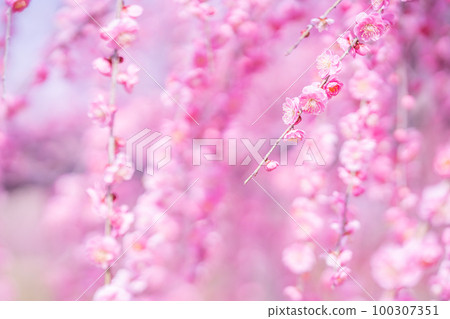 Pink plum blossoms that bloom in early spring Pink plum blossoms that bloom in early spring 100307351