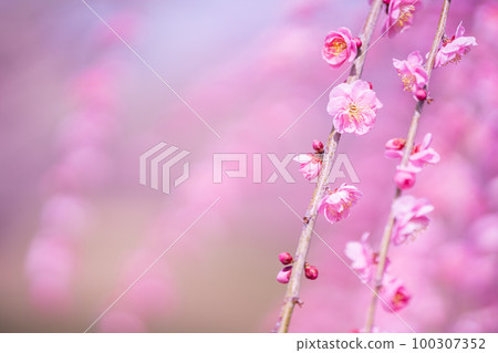 Pink plum blossoms that bloom in early spring Pink plum blossoms that bloom in early spring 100307352