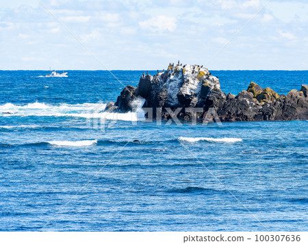 千葉縣犬吠崎的太平洋海鸕鶿群落,冬季天氣晴朗明亮 千葉縣犬吠崎的太平洋海鸕鶿群落,冬季天氣晴朗明亮 100307636