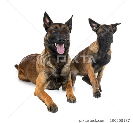 two malinois in studio two malinois in studio 100308187