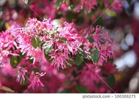 春天首先開花的花 100308275