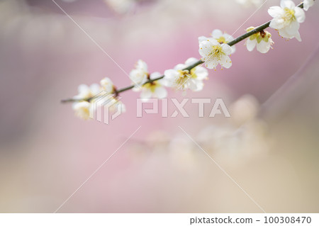 早春盛開的白梅花 100308470