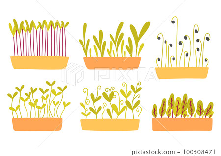 Set of hand drawn microgreens in pots. Vector illustration in flat style isolated on white background. Collection micro green. Growing superfood at home. 100308471