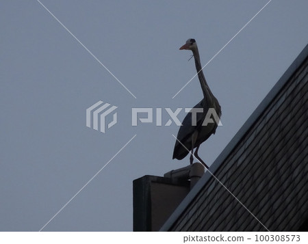 overlooking bird overlooking bird 100308573