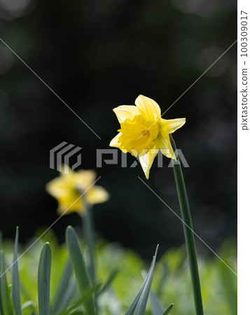 早春水仙花 早春水仙花 100309017
