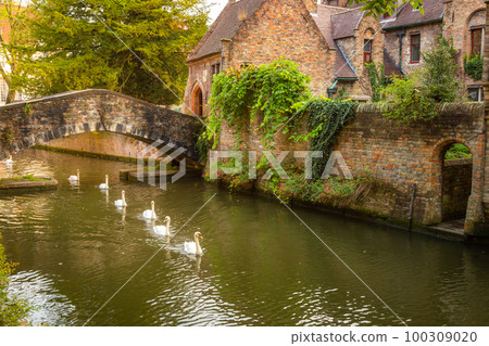 Architecture of idyllic Bruges with canal and swans floating in a row, Flanders, Belgium Architecture of idyllic Bruges with canal and swans floating in a row, Flanders, Belgium 100309020