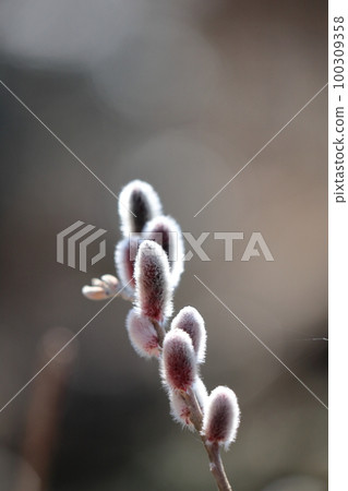 A flower that resembles a cat's tail 100309358