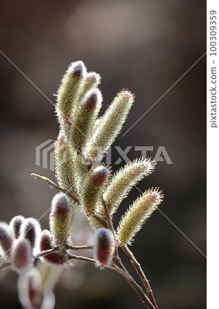 一朵像貓尾巴的花 100309359