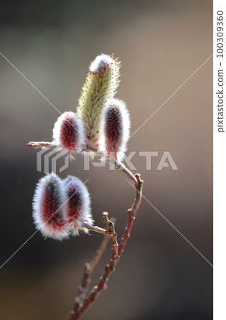 一朵像貓尾巴的花 100309360