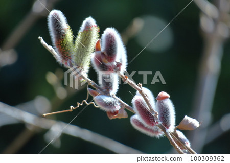 一朵像貓尾巴的花 100309362