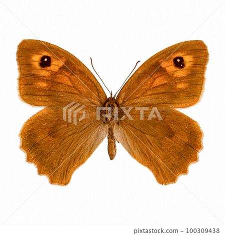 Meadow brown butterfly Meadow brown butterfly 100309438