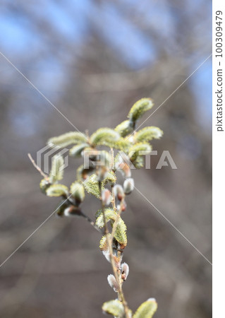 一朵像貓尾巴的花 一朵像貓尾巴的花 100309479