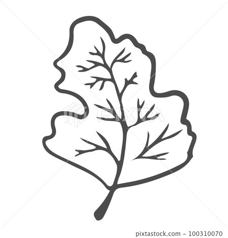 Doodle hand drawn leaves, foliage, cute elegant aesthetic plant isolated on white background. Border, design element, sketchy drawing 100310070