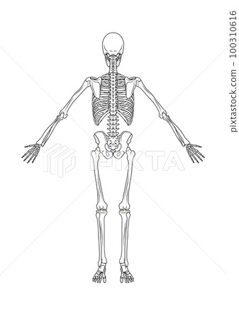 Skeleton posterior whole body male Skeleton posterior whole body male 100310616