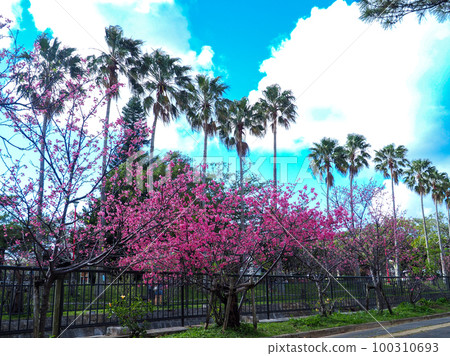 Cherry blossoms Cherry blossoms 100310693