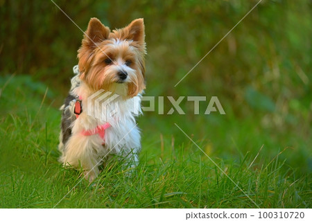 Dog on the grass. Pet - Yorkshire terrier biewer. 100310720