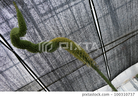 千載難逢的龍舌蘭花 千載難逢的龍舌蘭花 100310737