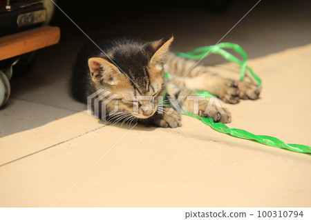 tabby tiny cat sleep on the street tabby tiny cat sleep on the street 100310794