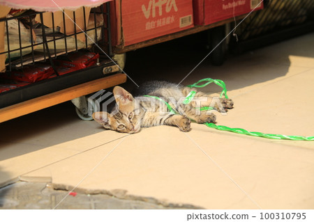 tabby tiny cat sleep on the street 100310795