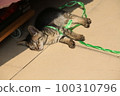 tabby tiny cat sleep on the street 100310796