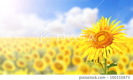 Sunflower on blurred sunny nature background. Horizontal agriculture summer banner with sunflowers field Sunflower on blurred sunny nature background. Horizontal agriculture summer banner with sunflowers field 100310873