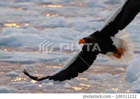 Steller's sea eagle dancing on drift ice Steller's sea eagle photographed from a cruise ship 100311212