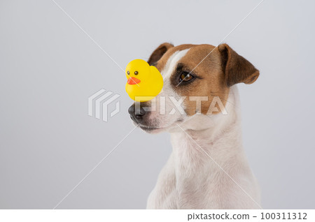 Jack Russell Terrier dog with a rubber duck on his nose. Jack Russell Terrier dog with a rubber duck on his nose. 100311312