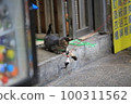 tabyy cat playing the cat toy on the street 100311562