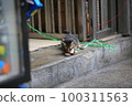 tabyy cat playing the cat toy on the street 100311563