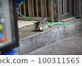 tabyy cat playing the cat toy on the street 100311565